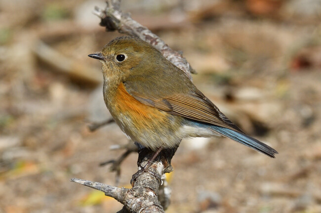 어린 유리딱새는 암컷과 유사하나 옆구리 주황색과 꼬리의 파란색이 진하다.