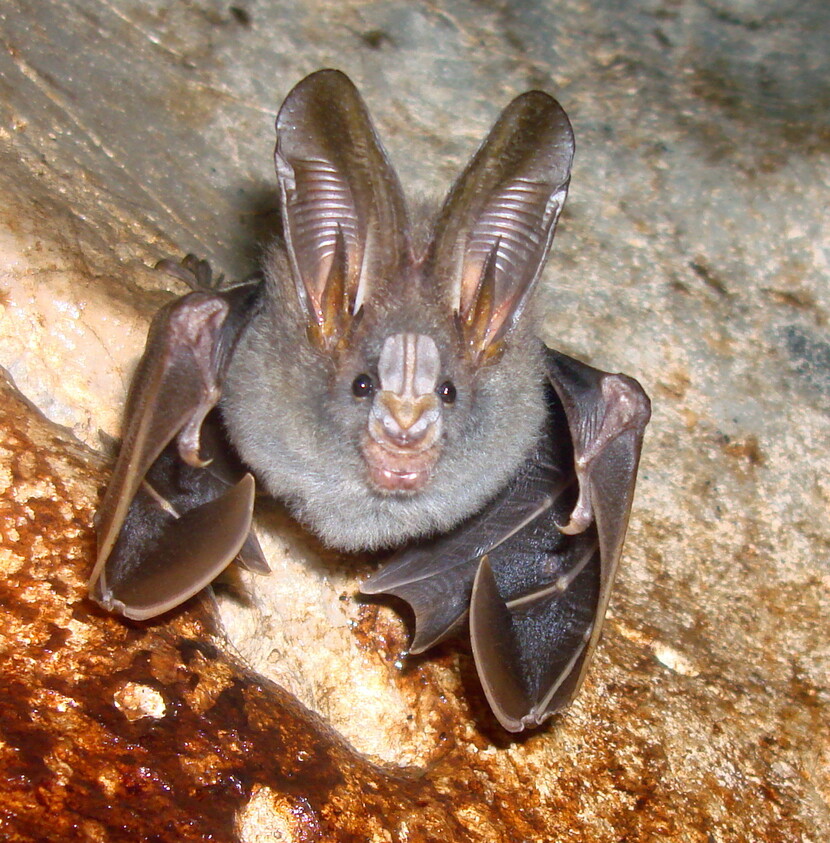 말레이시아에 서식하는 곤충을 잡아먹는 작은위흡혈박쥐. 박쥐는 포유류 종의 20%를 차지할 정도로 다양하게 진화했다. 위키미디어 코먼스 제공.