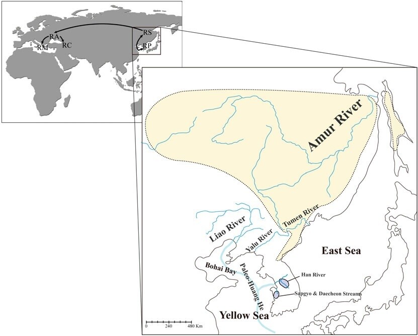 한강납줄개 또는 그 직계조상이 고항하의 지류인 중국 요하(랴호허 강)에서 하천쟁탈을 통해 고아무르강 지류로 이동해 시베리아와 유럽으로 퍼졌다는 연구결과가 나왔다. 전형배·석호영 (2014) ‘동물 세포 및 계통’ 제공.