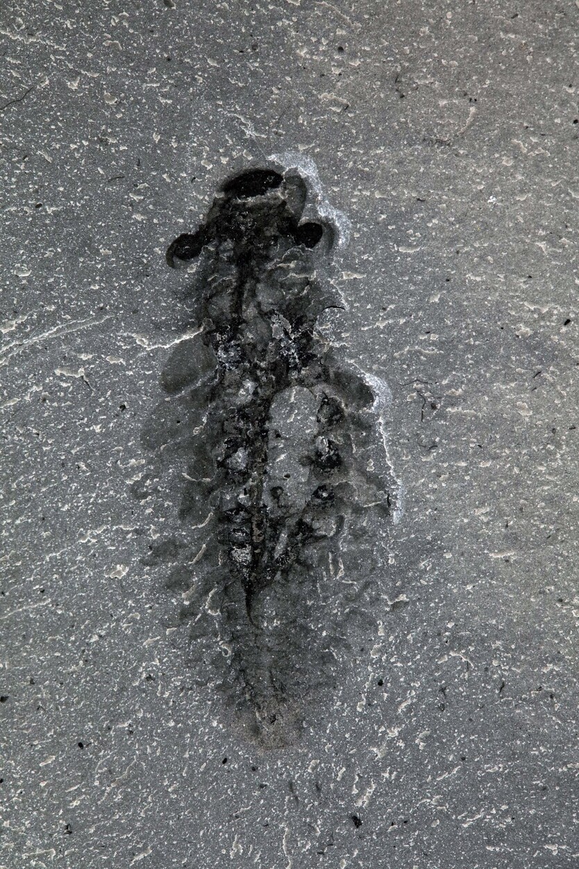 부드러운 조직까지 온전히 보존된 스탄레이카리스 화석. 장-베르나르 카롱, 로열 온타리오 박물관 제공.