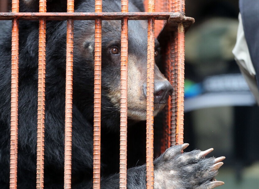 지난해 3월 강원도 동해시 한 사육곰 농장에서 사육곰 22마리가 미국 콜로라도의 보호구역으로 이동했다. 이동전 사육장 안의 곰. 김태형 기자 xogud555@hani.co.kr