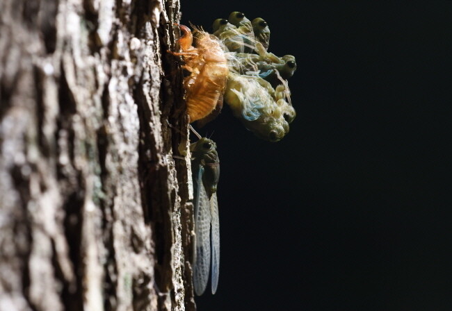 땅속에서 나와 나무에 기어오른 참매미 애벌레에서 성체가 우화해 나오는 과정을 중복 노출로 촬영한 모습. 참매미가 몸부림치며 껍질을 벗고 나오려면 6시간이 걸린다.