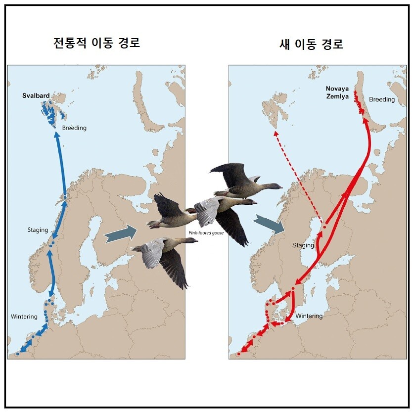 최근 20년 새 일어난 분홍발기러기의 이동 경로와 번식지 변화. 예스터 메슨 외 (2023) ‘커런트 바이올로지’ 제공.