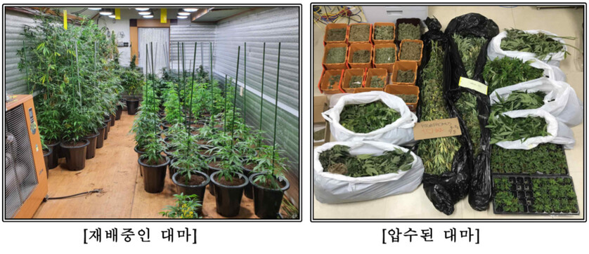 서울중앙지검 강력부(부장 김호삼)는 귝내에서 직접 재배한 대마를 추적이 어려운 다크웹을 통해 대량 판매한 일당을 마약류 관리에 관한 법률 위반 혐의로 재판에 넘겼다고 8일 밝혔다. 서울중앙지검 제공