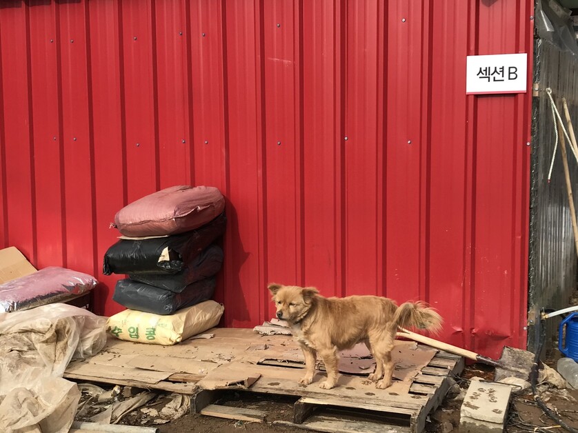 포천쉼터의 명물 ‘아롱이’는 보호소 내에 머물지만 견사에 수용되지 않고 있는 개체다. 비구협은 아롱이와 야생화된 개들을 점차 순화시켜 수용하는 방법을 택했다. 김지숙 기자 suoop@hani.co.kr