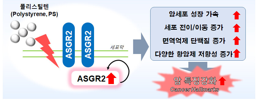 한국원자력의학원 연구팀이 미세플라스틱이 세포막 단백질(ASGR2)과 상호작용해 암세포의 성장과 전이를 가속화한다는 사실을 처음 밝혀냈다. 한국원자력의학원 제공