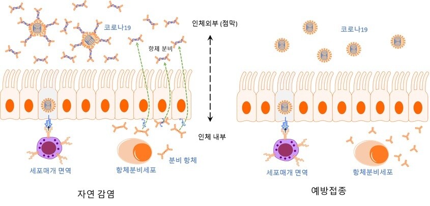 그림1. 자연감염과 예방접종으로 획득된 면역의 차이 (바이러스의 시간, 2021, 뿌리와이파리)