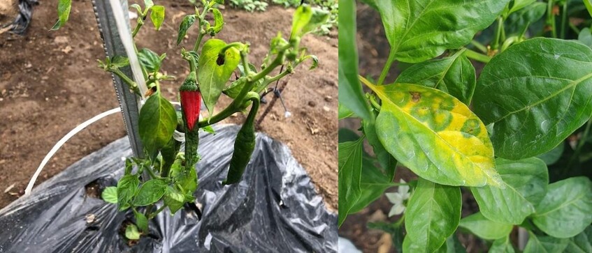 바이러스에 감염된 고추 작물.   울산시 농업기술센터 제공