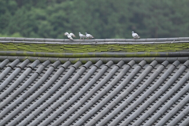 용마루 위에 양비둘기들이 앉아 있다.