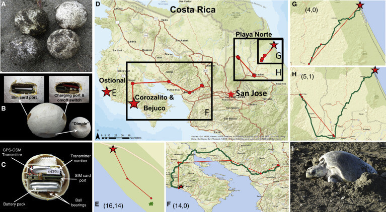 가짜 거북 알과 위치 추적 결과. A는 올리브각시바다거북의 알과 구별이 어려운 가짜 알(아래 왼쪽)을 보여준다. F는 최장거리 유통 경로, I는 올리브각시바다거북의 산란 모습이다. 헬렌 페지 외 (2020) ‘커런트 바이올로지’ 제공