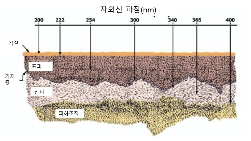 파장이 짧을수록 피부 투과력이 약하다. 크립톤염화엑시머램프에서 나오는 222nm 파장의 자외선은 피부 표피층을 뚫지 못한다. 반면 가시광선(400nm)에 가까울수록 피부 깊숙히 침투한다. 콜로라도대 볼더 제공