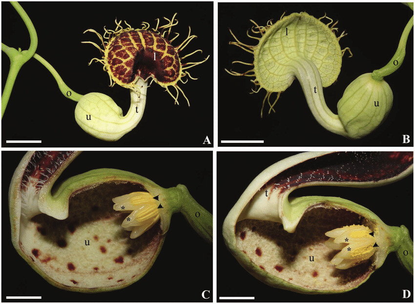 남미산 쥐방울덩굴 꽃의 구조. 일단 냄새에 이끌려 들어간 곤충은 가루받이를 모두 하고 나서야 탈출할 수 있는 얼개이다. 해럴드 수아레스-바론 외 (2015) ‘식물학 최전선’ 제공