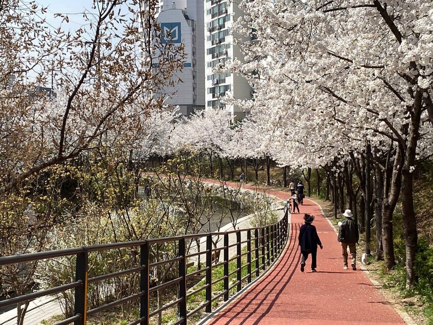 30일 오후 서울 송파구 마천동 성내천 인근에 시민들이 만개한 벚꽃을 구경하고 있다. 곽진산 기자