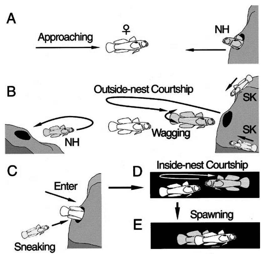 무늬망둑의 번식 행동. 둥지를 마련한 수컷은 암컷의 접근을 기다린다(A). 암컷에게 과시 행동을 한다. 기회를 노리는 새치기 수컷(SK)들이 둥지로 접근한다(B). 암컷이 둥지에서 알을 낳는 동안 새치기 수컷이 잽싸게 끼어든다(C). 둥지 안에서 과시 행동과 산란(D, E). 타루 마사노리 외 (2002) 동물행동학저널 제공