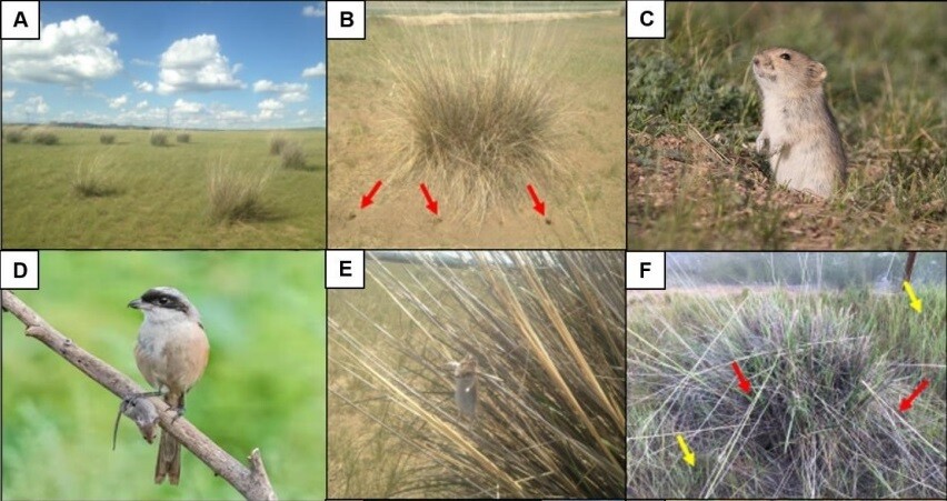 현장 실험 얼개. (A) 키 큰 다발풀이 듬성듬성 자라는 초원 (B) 다발풀의 뿌리를 끊기 위해 밭쥐가 판 굴(화살표) (C) 스텝밭쥐 (D) 스텝밭쥐를 잡은 때까치 (E) 때까치가 밭쥐를 잡아 다발풀 줄기에 걸어놓았다. (F) 밭쥐가 밑동을 갉아 말라죽는 다발풀. 종 지웨이 외 (2022) ‘커런트 바이올로지’ 제공.