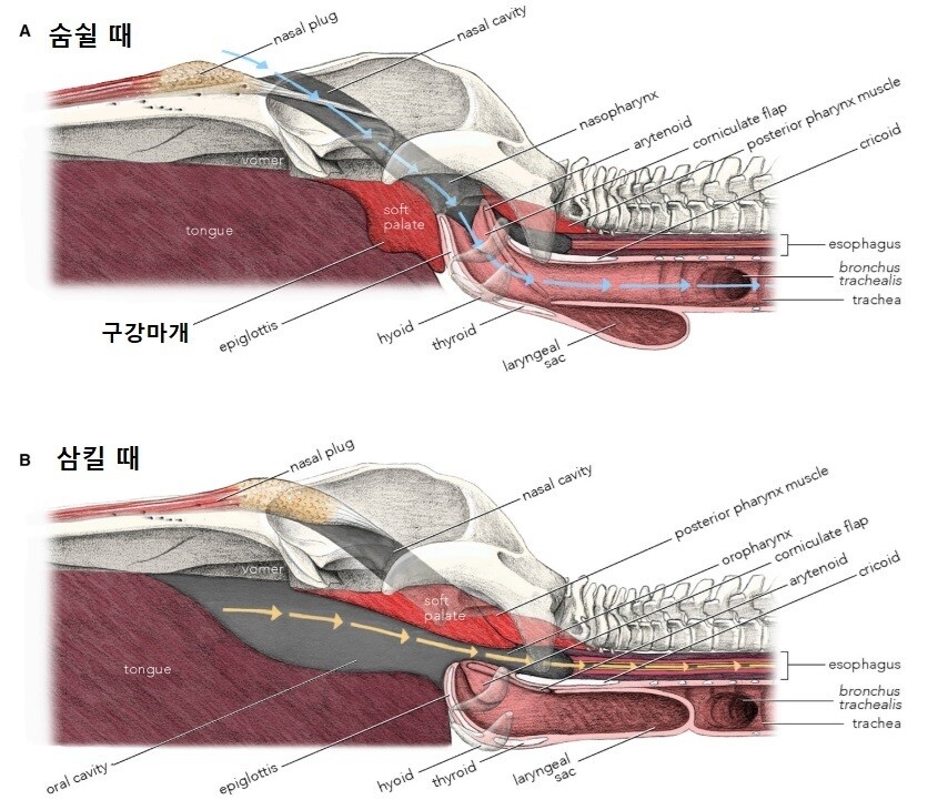 큰고래에서 구강 마개(붉은색)의 위치와 작동 방식. 먹이를 삼킬 때 입천장으로 올라붙어 기도 통로를 막고 식도를 연다. 켈시 길 외 (2022) ‘커런트 바이올로지’ 제공.