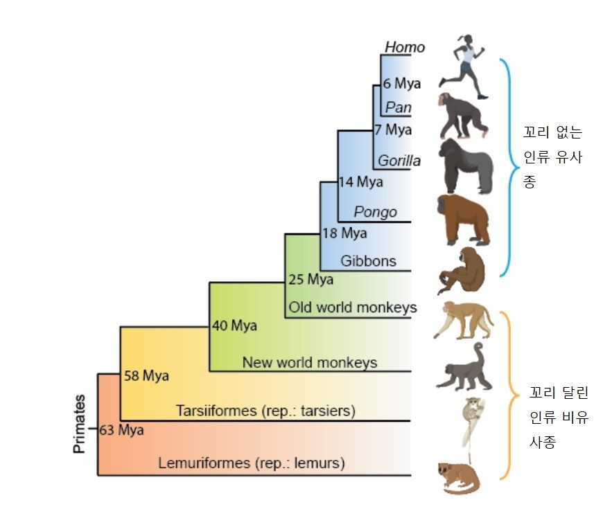꼬리 없는 원숭이의 진화. 영장류의 역사가 6000만년이 넘지만 꼬리 없는 유인원은 2500만년 전 처음 등장했다. Mya는 100만년 전을 가리킨다. 시아 보 외 (2021) ‘바이오 아카이브’ 제공. ※ 이미지를 누르면 크게 볼 수 있습니다.