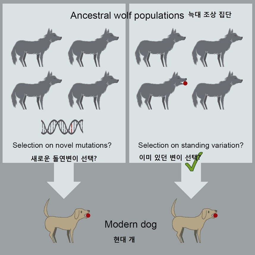 옛 늑대 집단에서 돌연변이로 개가 진화한 것이 아니라, 개의 형질이 들어있던 늑대를 사람이 선택해 개가 출현했다는 연구 내용을 보여주는 그림. 크리스티나 한센 휘트 외 (2020) iScience 제공.