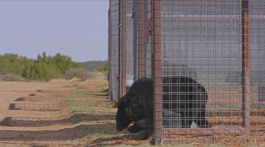 지난 3월 동해시 사육곰 농장에서 구조돼 미국 야생동물 생크추어리로 이주한 곰들이 지난 27일 처음으로 우리를 완전히 벗어났다. 동물자유연대 제공