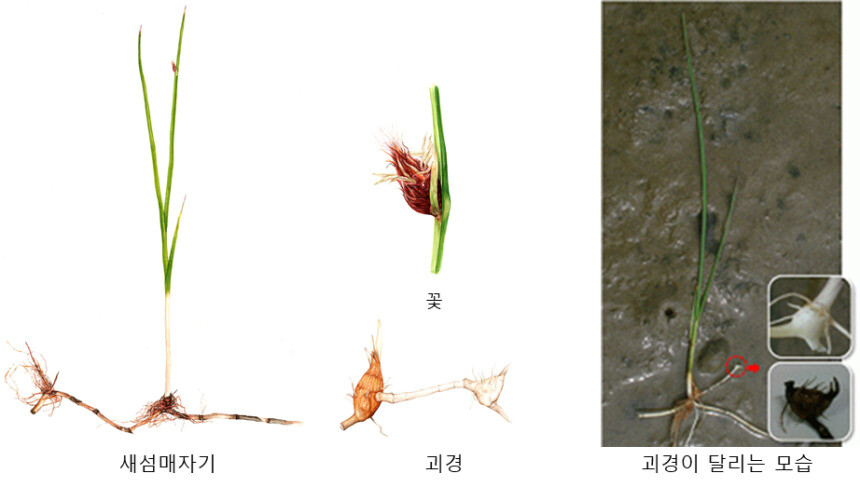 새섬매자기와 고니의 먹이가 되는 괴경(덩이줄기)의 모습.  환경부 제공