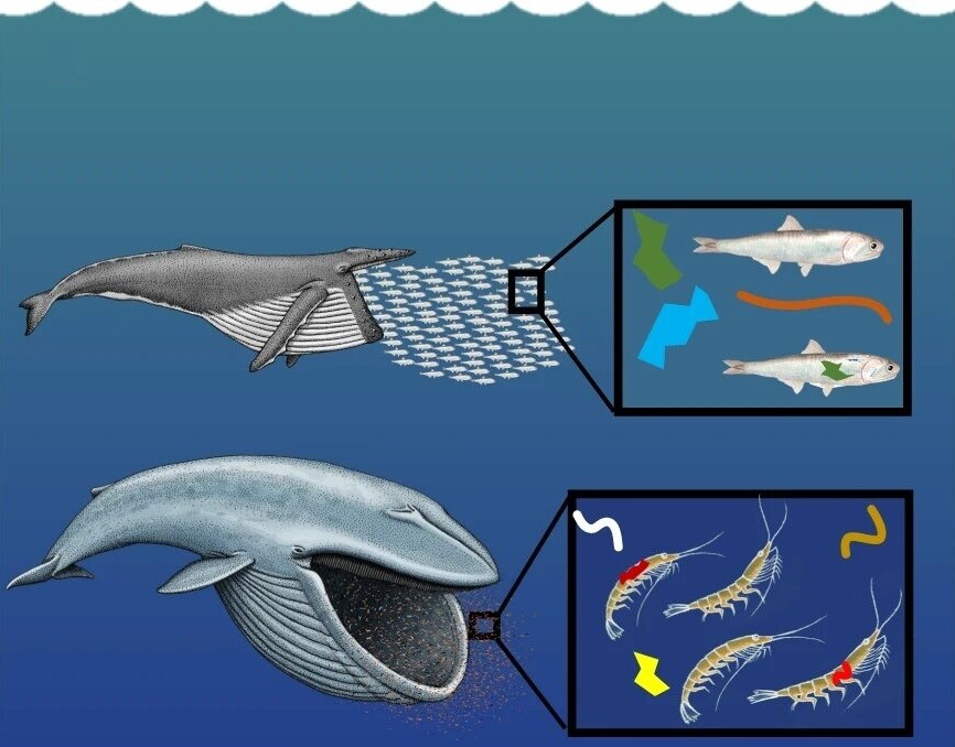 미세플라스틱 조각과 끈이 든 크릴과 작은 물고기를 섭취하는 수염고래 개념도. 쉬렐 카하네-라포트 외 (2022) ‘네이처 커뮤니케이션즈’ 제공.