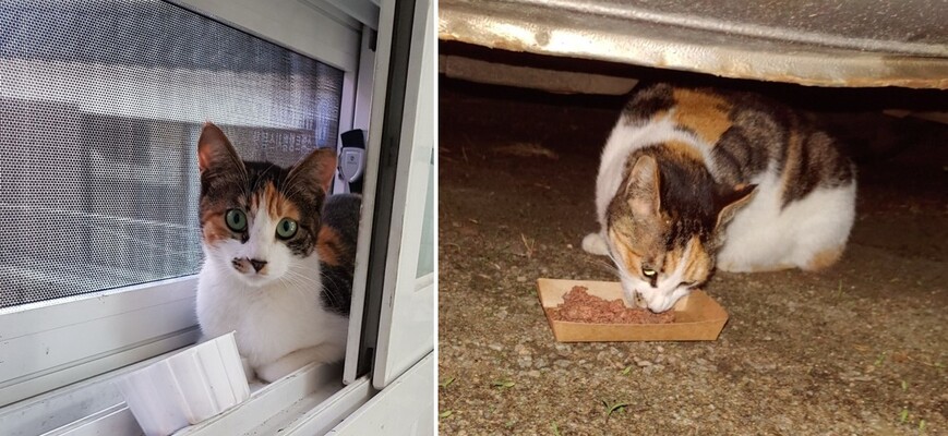 재개발 사업으로 밀려난 비쥬는 쉼터에서 지내다 다시 이주 방사된 고양이였다.