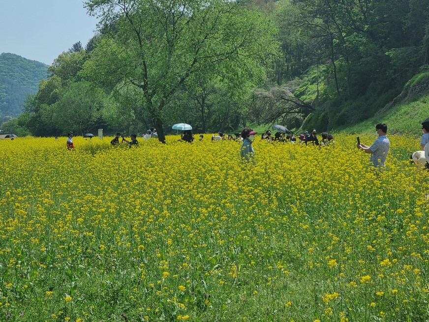 옥천 금강 변 유채 단지. 옥천군 제공