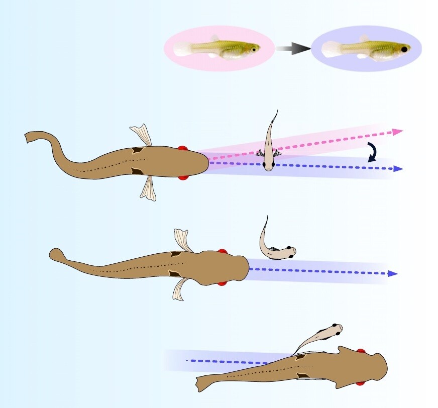 포식자인 파이크 시클리드는 보통 구피의 몸 중앙(붉은색)을 노리지만, 눈을 검게 물들이면 머리로 표적을 바꾼다(위). 마지막 순간에 구피는 머리를 회전시켜(가운데) 공격을 피한다. 이 모든 과정은 300분의 1초 만에 벌어진다. 헤스코트 외 ‘커런트 바이올로지’ (2020) 제공
