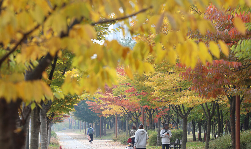 21일 세종시 정부세종청사 인근 가로수가 가을의 색채로 변하고 있다. 연합뉴스