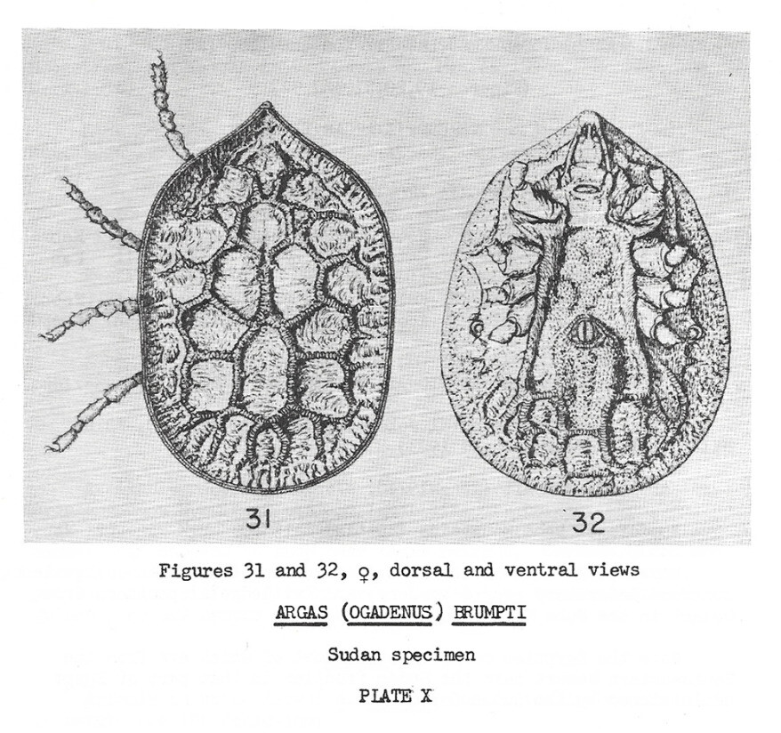 최장수 진드기로 드러난 아르가스 브룸프티를 소개한 해리 훅스트랄의 책 ‘아프리카의 진드기’(1956)의 도판.