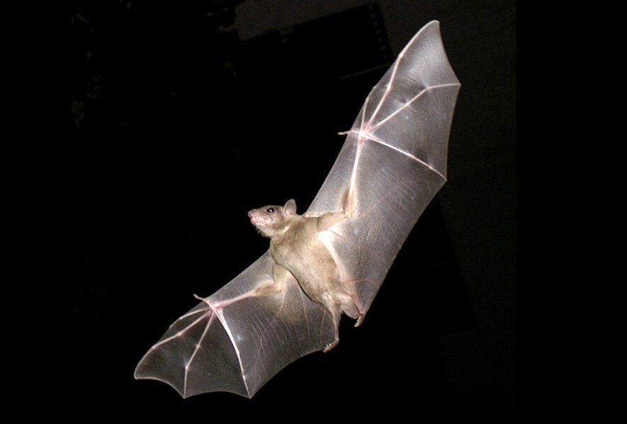 자신의 힘으로 나는 유일한 포유류인 박쥐는 오랜 진화과정에서 비행에 힘입어 종 다양성과 함께 바이러스에 대한 내성을 얻었다. 이집트과일박쥐의 비행 모습. 위키미디어 코먼스 제공.