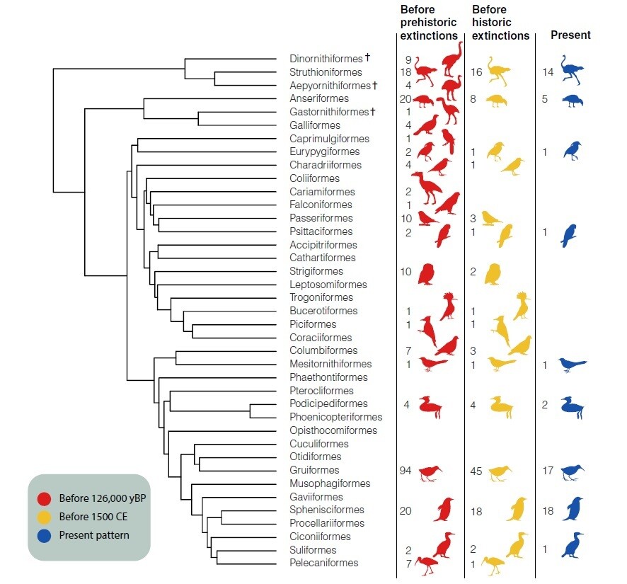 날지 못하는 새들의 변천. 붉은색은 인간이 본격 출현하기 이전(12만6000년 전), 노랑은 500년 전, 파랑은 현재 상태를 나타내며 숫자는 과별 종수를 가리킨다. 사욜 외 (2020) ‘사이언스 어드밴시스’ 제공