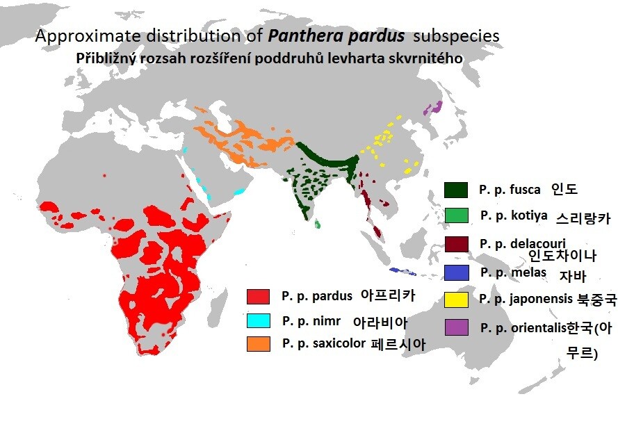 표범의 9개 아종 분포 지역. 아프리카에서 기원한 표범은 50만∼60만년 전 아시아로 퍼져나갔다. 한국표범은 확산의 끄트머리에 해당해 유전다양성이 애초 낮았다. 위키미디어 코먼스 제공.