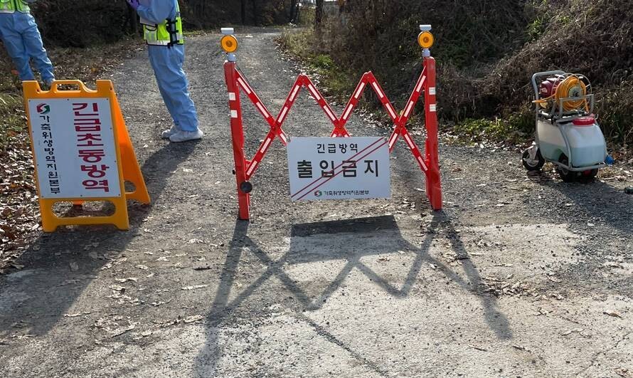 충북 음성군이 지역에서 고병원성 조류인플루엔자가 잇따라 발생하자 이동 제한과 차단방역 등을 강화하고 있다. 음성군 제공