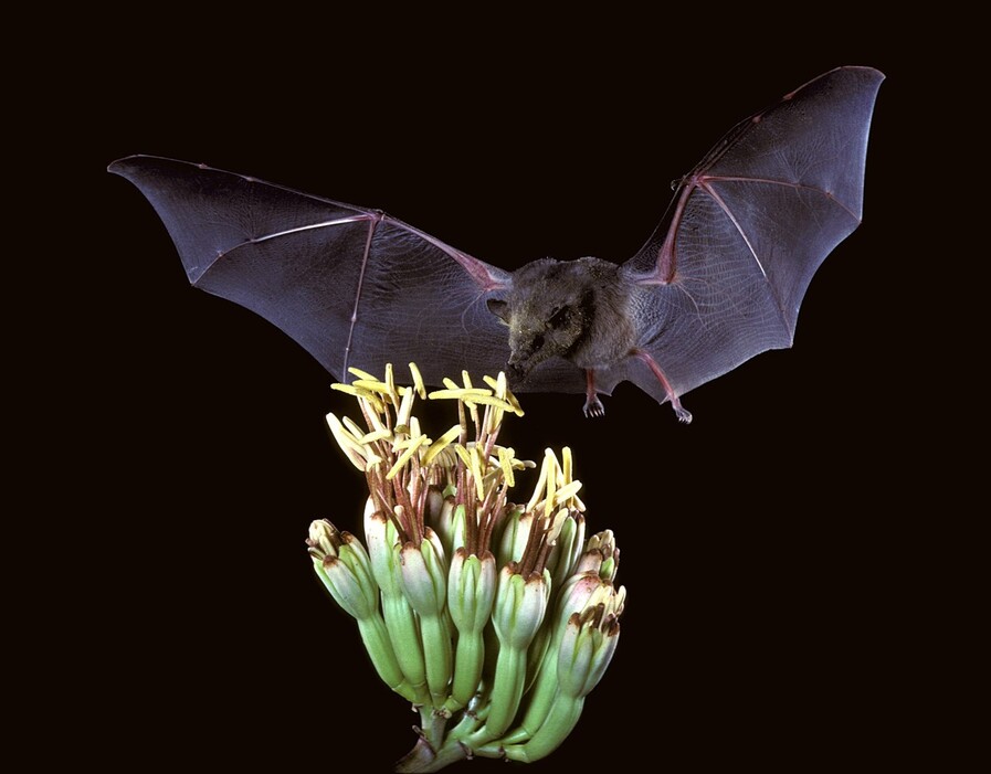 열대 과일이나 식물 가운데는 박쥐가 없으면 번식이 불가능한 종이 있을 정도로 박쥐의 생태적 기능은 크고 다양하다. 꽃을 찾은 멕시코긴혀박쥐. 미국 어류 및 야생동물국, 위키미디어 코먼스 제공.