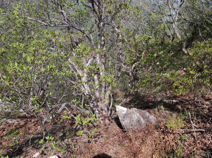 울산·경남 경계지역인 가지산 중봉 부근에서 발견된 국내 최고 굵기의 진달래 나무. 정우규 한국습지학회 부산울산지회장 제공