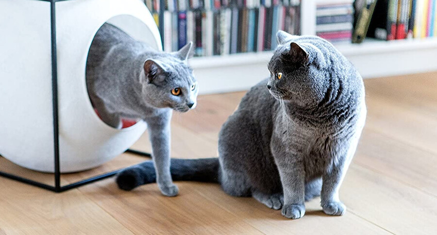 고양이 하우스. 사진 미유파리 제공