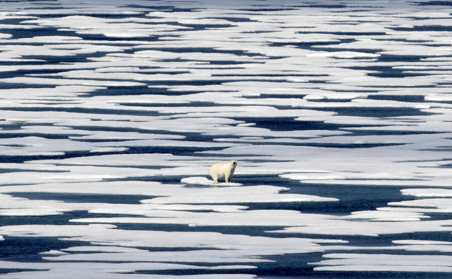 2017년 북극곰 한 마리가 캐나다 북극권 프랭클린해협의 바다얼음 위에 서 있다. 온난화에 의한 바다얼음 감소는 기후 시스템의 교란과 북극곰 서식지의 소실로 이어진다. 프랭클린해협/AP연합뉴스