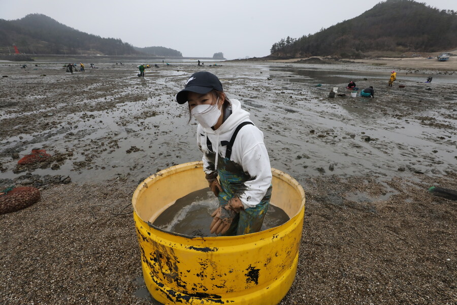 지난 28일 오전, 전북 부안 위도 벌금마을 앞바다에서 바지락 채취 작업에 참여한 신소윤 기자. 사진 정용일 기자 yongil@hani.co.kr