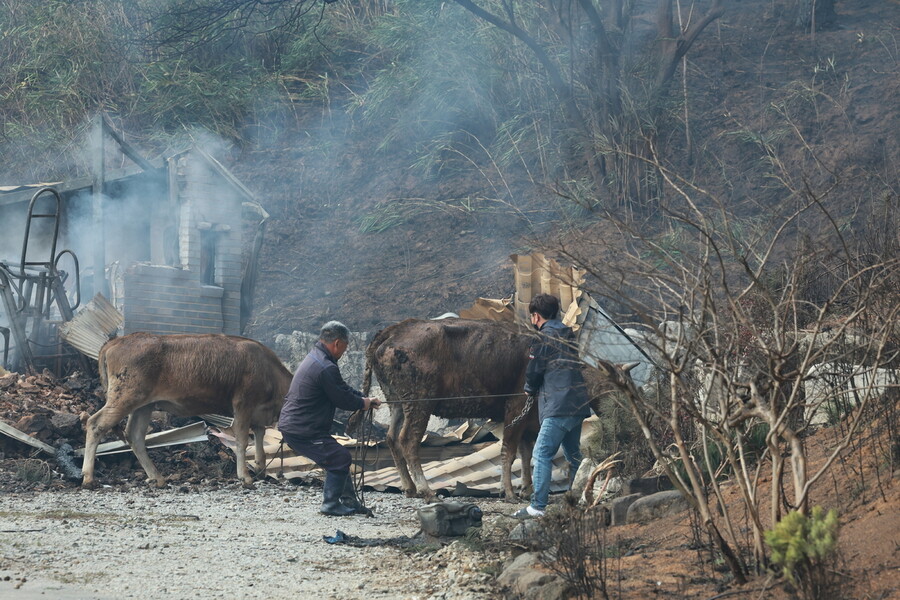 지난 4월11일 산불이 발생한 강릉시 저동 야산 인근에서 주민 이세기(64)씨가 집이 전소한 뒤에도 살아남은 자신의 소 두 마리를 구출하고 있다. 이씨는 저동 야산 아래 42년째 거주해왔으나 이번 산불로 삶의 터전을 잃었다. 키우던 소 세 마리 중 한 마리는 화마에 도망갔고 두 마리는 구출됐다. 연합뉴스