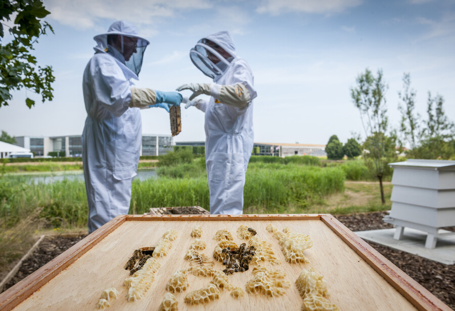 친환경 캠페인의 일환으로 영국 굿우드 공장에서 꿀벌을 키우는 롤스로이스. 롤스로이스 제공