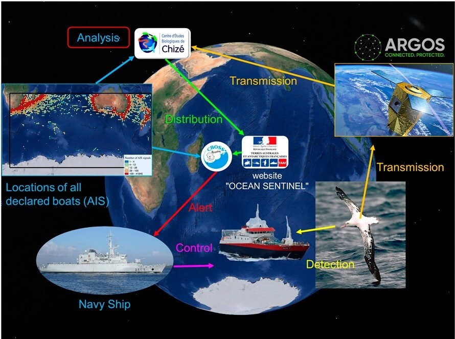알바트로스를 ‘대양 파수꾼’으로 이용하는 개념도. 새의 센서가 수상한 선박의 레이더를 감지해 아르고스 위성에 위치정보를 보내면 이를 분석해 누리집 ‘대양 파수꾼’에 올리고, 규제당국이 단속을 벌인다. 앙리 베이메르스키어슈 외 (2020) PNAS 제공.