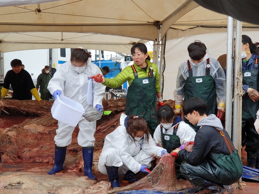 3일 제주시 한림항에서 대형고래의 폐사 원인을 밝히기 위해 국내 연구진들이 부검을 진행했다.