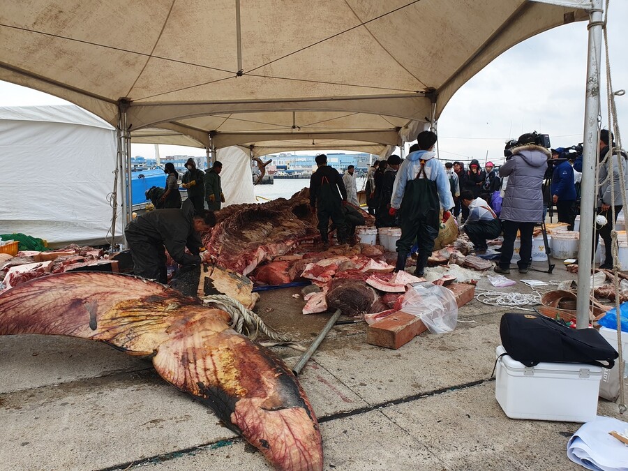 길이 13m·무게 12t에 이르는 대형고래인 참고래의 폐사 원인을 밝히기 위한 부검이 국내 처음으로 3일 제주시 한림항에서 진행됐다.