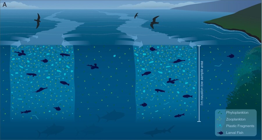 띠 모양의 잔잔한 수역에 플랑크톤(작은 점)과 미세플라스틱(푸른색 물체), 어린 물고기가 모이는 모습. 제미슨 고브 외 (2019) PNAS 제공.