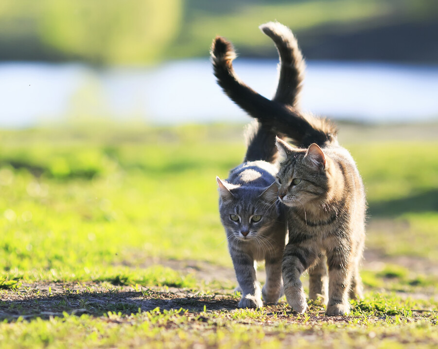 꼬리를 맞대고 걷는 고양이는 같은 사회집단에 속해 있다는 증거다. 이 집단에 별도의 핵심 자원을 제공해야 한다. 게티이미지뱅크