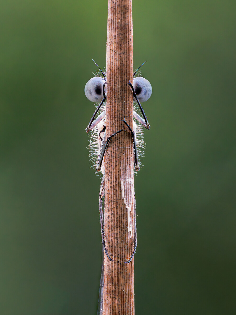 © Tim Hearn/The Comedy Wildlife Photography Awards 2020