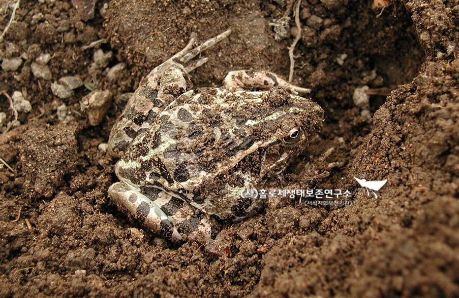 땅속 깊숙이 파고들어 월동 중인 참개구리.