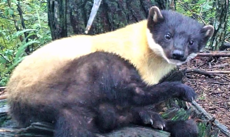 백두대간 산림의 깃대종(Flagship Species·특정 지역의 생태계를 대표할 수 있는 주요 동·식물)인 담비의 모습. 얼굴은 무척 귀엽다. 하지만 민첩하고 공격성이 강하다. 지난 2021년 7월 울진삼척 산림보호구역에서 관찰된 모습이다.&nbsp; 녹색연합 제공