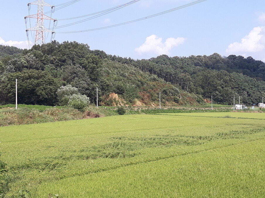 아산 염치읍의 한 마을에 서 있는 향나무에서 타살된 30여명의 주민들이 이곳에 묻혔다고 한다. 한반도통일역사문화연구소 제공